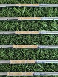 PING i230 Iron Set 5-PW, Steel Regular (NEW)