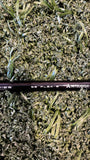 Titliest TSR1  DRIVER 10 Deg – STIFF (NEW – Left)